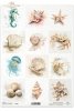Muszle, małże, ślimak, perła, plaża, ocean, natura, akwarela, konik morski, meduza, jeżowiec, krab, rozgwiazda, fauna*Sea shells, clams, snail, pearl, beach, ocean, nature, watercolor, seahorse, jellyfish, sea urchin, crab, starfish, fauna